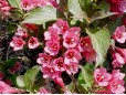 Weigela florida